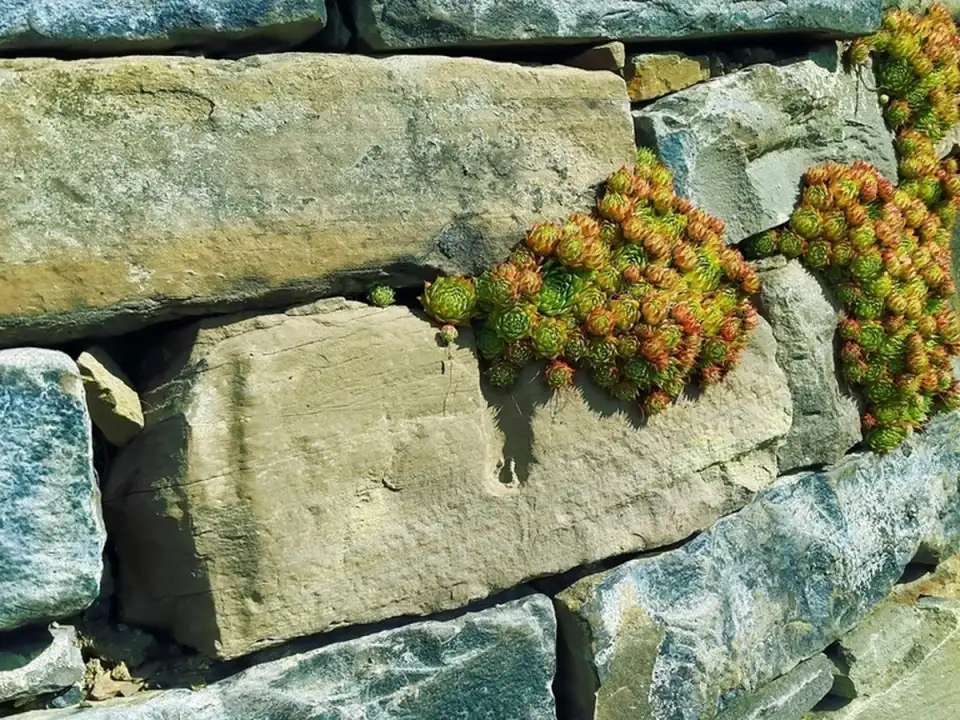 Mur en pierre sèche avec plantes grasses dans les joints
